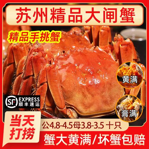 活蟹特大阳澄苏州满黄大闸蟹