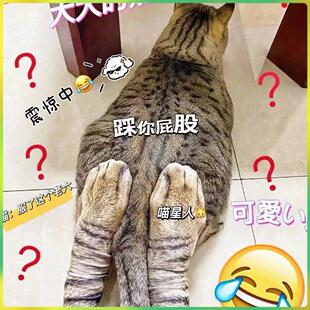 动物仿真袜子狗爪猫脚猫爪猫咪图案猫腿鸡爪袜子儿童网红同款高筒