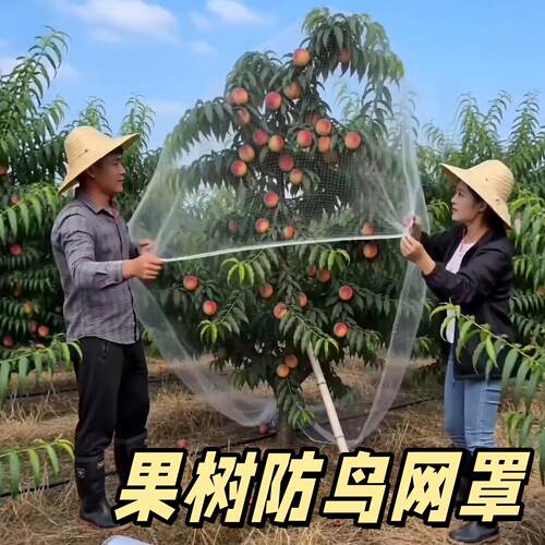 果树防鸟防护网罩果园水