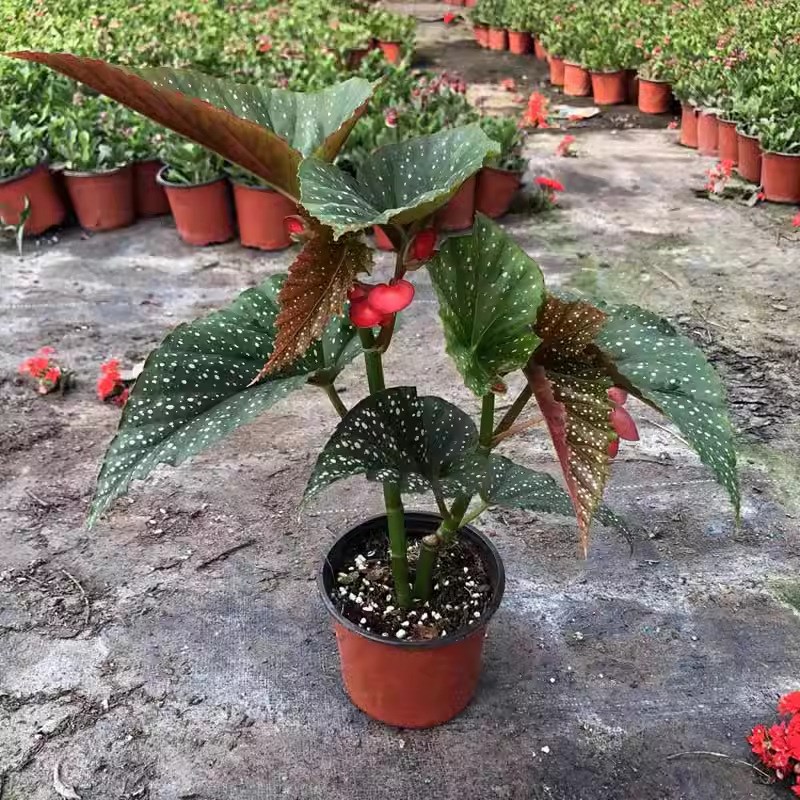 竹节海棠花卉盆栽大叶斑点易活四季阳台观K叶秋海棠木本绿植物好