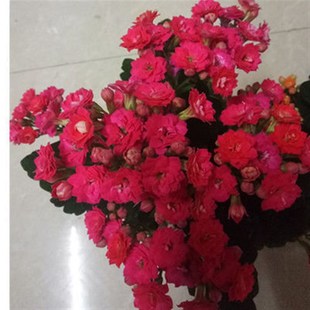 七彩重瓣a宫灯长寿花苗盆栽倒挂金钟灯笼四季开花卉绿植室内好养