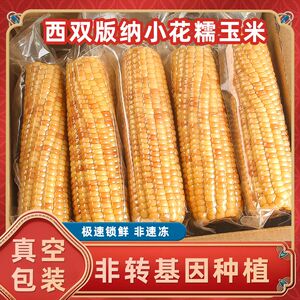 小花糯玉米软糯特产香甜早餐代餐即食真空装云南西双版纳新鲜新鲜
