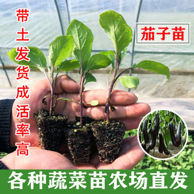 茄子苗秧苗嫁接四季青茄子苗线茄杭茄烧烤茄子黄秋葵苗蔬菜苗幼苗