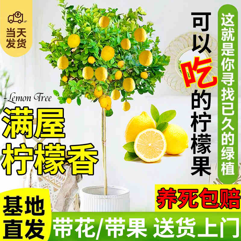 香水柠檬树苗盆栽棒棒糖带果可食用客厅大型绿植阳台室内好养植物