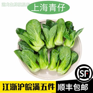 新鲜上海青仔矮脚小油菜迷你正宗宁夏供港青苗软糯清甜食用蔬菜