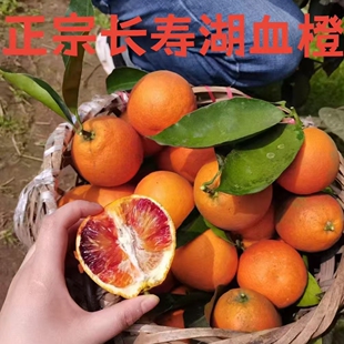 重庆长寿湖血脐塔罗科血橙子新鲜水果非万州玫瑰血橙9斤 整箱