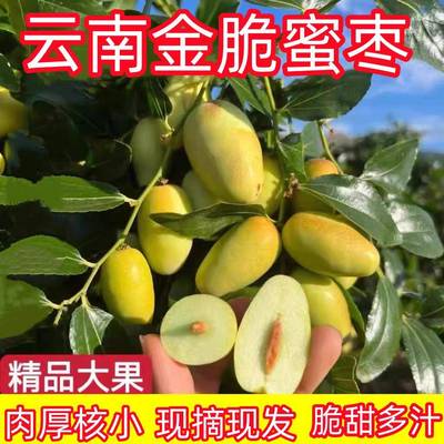 云南金脆蜜枣一枣新鲜大枣子现摘水果鸡心枣金丝蜜枣大青枣非冬枣