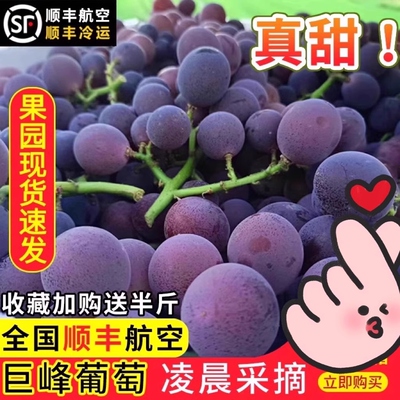 正宗特级辽宁浦江巨峰葡萄当季新鲜现摘时令水果整箱顺丰包邮马陆