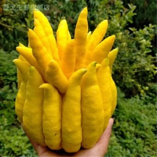 新鲜佛手果柑香橼鲜果食用西双版纳新奇稀有水果