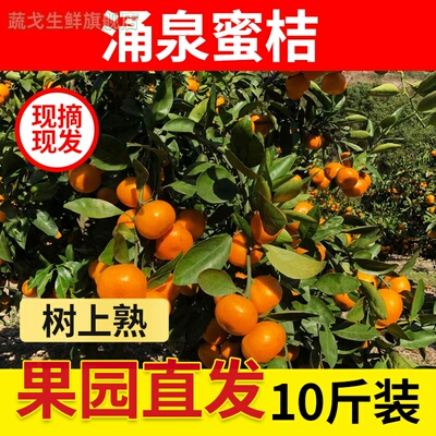 正宗浙江临海涌泉蜜桔新鲜橘子无核台州黄岩蜜桔当季现摘现发10斤
