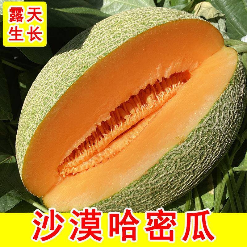 【爆甜】民勤沙漠蜜瓜甘肃哈密瓜新鲜采摘当季水果孕妇宝宝包邮