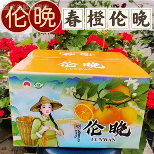 湖北宜昌兴山昭君纽荷尔橙子新鲜伦晚橙现摘10斤水果包邮