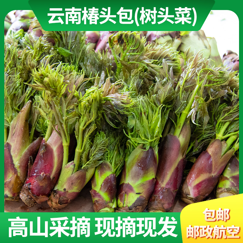 刺椿头冷冻云南新鲜树头菜刺老包嫩芽野菜香椿当季时令腾冲刺老芽