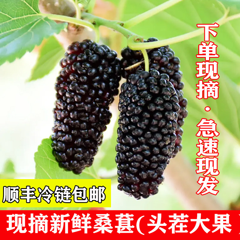 冷冻桑葚广东现摘现发泡酒酵素专用黑桑葚水果顺丰甜