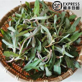 东北新鲜曲麻菜500g顺丰 苦麻菜苗苦菜野菜曲曲菜蘸酱菜 包邮