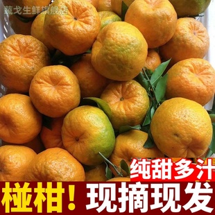 四川乐山犍为椪柑新鲜桔子现摘现发农村自家种植当季水果橘子芦柑