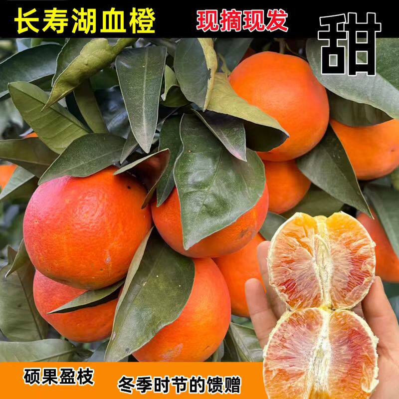 玫瑰血橙子新鲜现摘重庆长寿湖血脐塔罗科当季水果手剥红心雪四川
