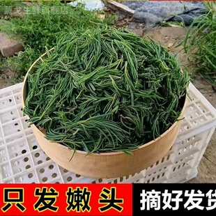 【现货】速冻新鲜黄须菜碱蓬菜海英菜焯水处理碱蒿子盐蒿黄茎菜