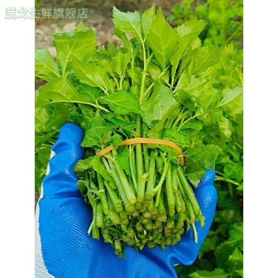 味粒果簕菜苦刺心苦刺菜