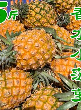 脆甜新鲜香水迷你菠萝现摘当季水果凤梨胜泰国小菠萝5斤送刀除味