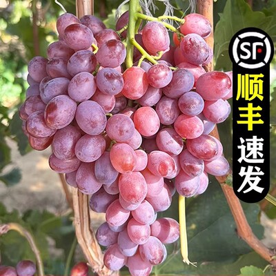 山东无籽红提克伦生葡萄提子新鲜水果当季整箱非新疆4斤顺丰包邮