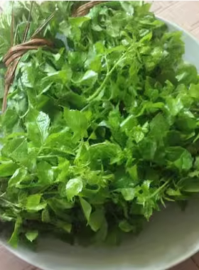 潮山特产苦刺心 苦刺箸 应季应时野菜鲜簕菜 三叶五加 野菜
