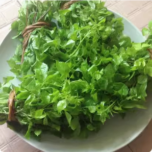 潮山特产苦刺心 苦刺箸 应季应时野菜鲜簕菜 三叶五加 野菜