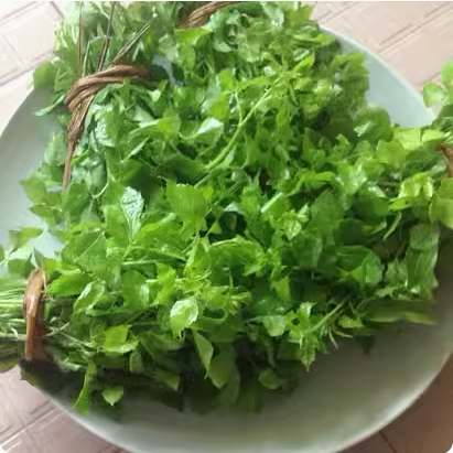 潮山特产苦刺心 苦刺箸 应季应时野菜鲜簕菜 三叶五加 野菜