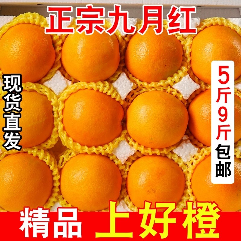 九月红果冻橙新鲜发货爆汁脐橙孕妇水果非伦晚甜橙子产自湖北宜昌图片
