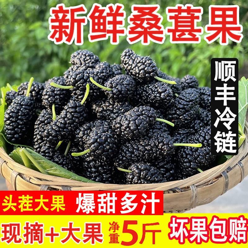 新桑葚现摘现发天然孕妇水果新鲜黑桑酵素桑椹整箱速冻顺丰包邮