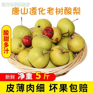 新鲜酸梨产地唐山遵化特产安梨非东北蓟县酸梨酸甜多汁可熬酸梨汤