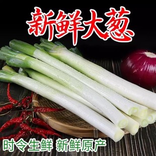 正宗山东章丘大葱旗舰店新鲜水果甜葱产地直销礼盒装顺丰包邮
