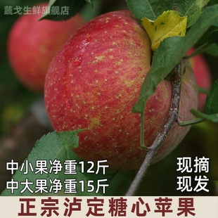 现摘高原冰糖心红苹果甘州黄草坪康定达杠新鲜水果产自四川泸定