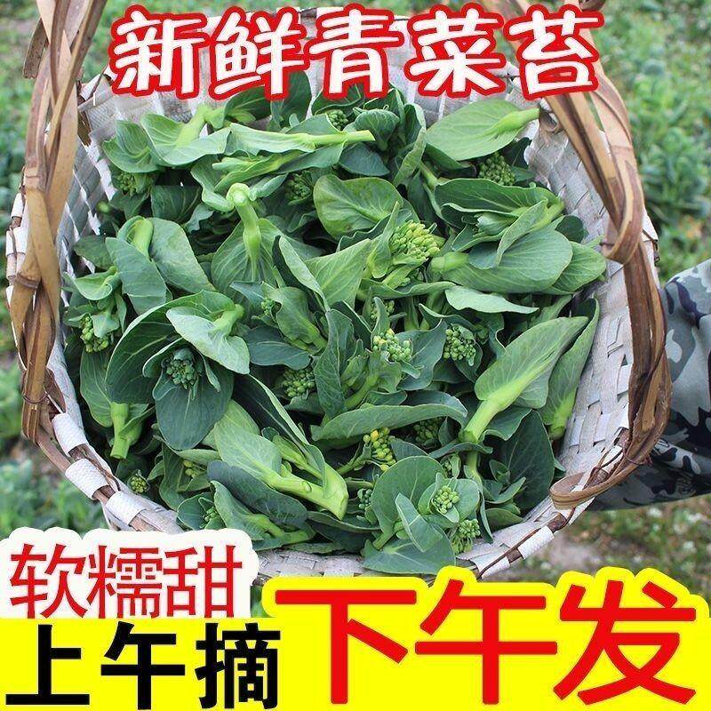 如皋农家自种露天菜苔纯/然蔬菜苏州青菜苔新鲜现摘当季时令