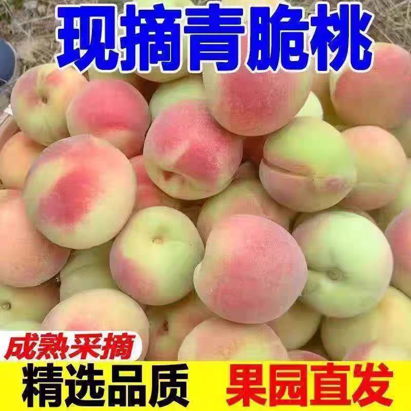 现摘中华脆蜜桃新鲜应季毛桃白肉红心脆甜爽口现摘现发