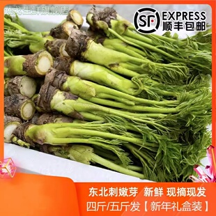 新鲜刺嫩芽新鲜山野菜刺老芽山菜刺龙芽五斤顺丰包邮