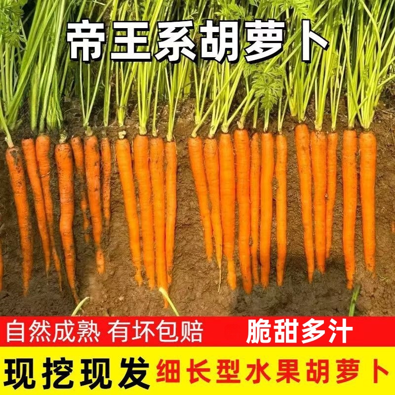 帝王系水果胡萝卜新鲜手指小胡萝卜即食生吃吮指拇指萝卜应季蔬菜