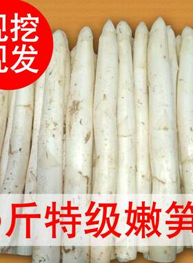 粒味果笋挖尖鲜菜东农斤