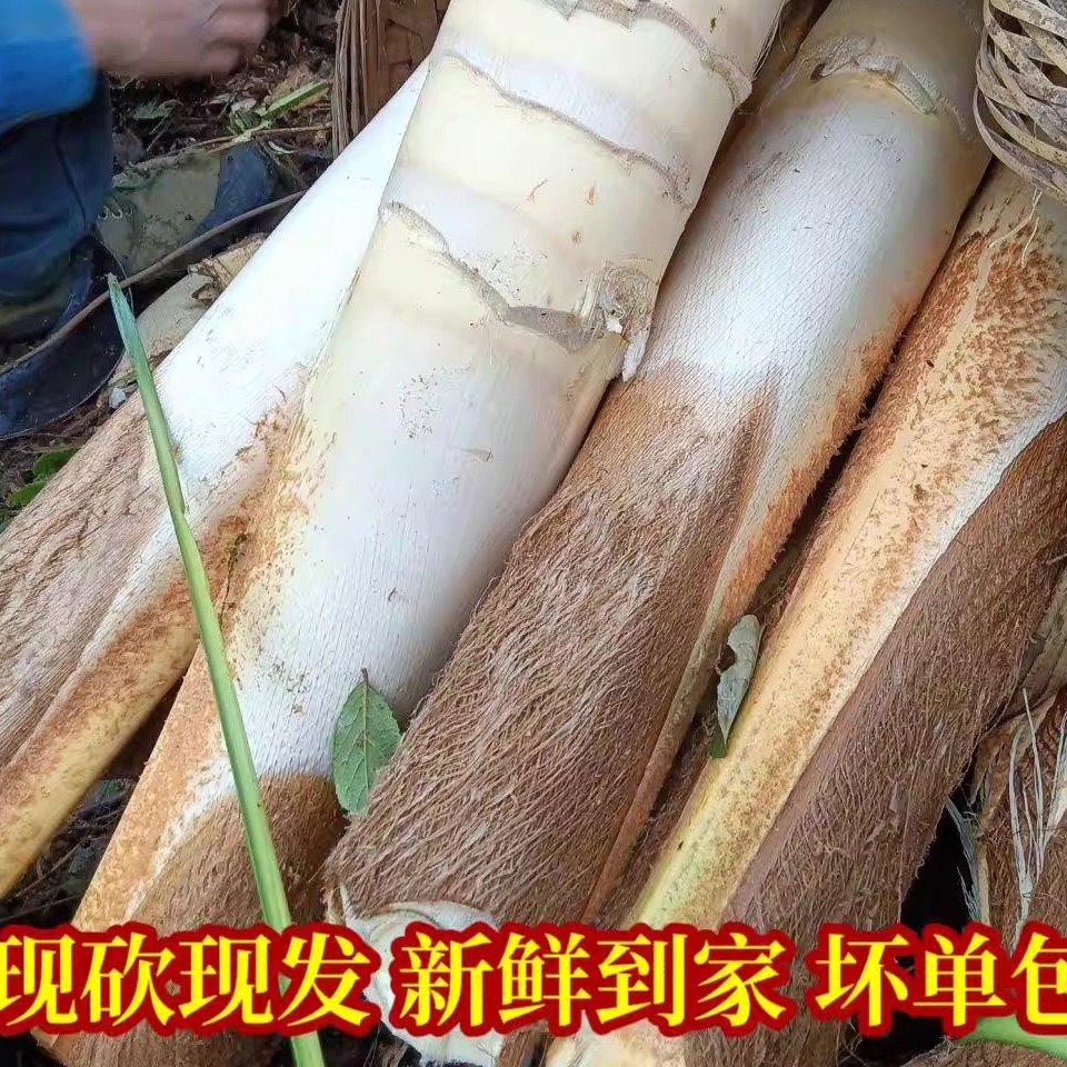 云南特产棕榈树嫩心带皮新鲜甜棕树心野棕树尖棕榈芯棕树头棕榈心