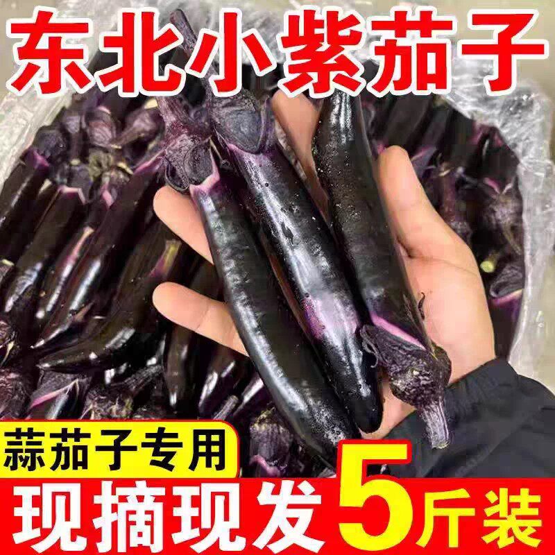 东北黑裤紫把小茄子生吃小茄子新鲜农家自种新鲜蔬菜蒜茄子