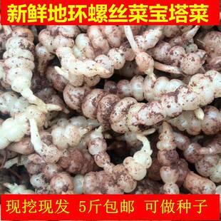 地环新鲜现挖螺丝菜宝塔菜地蚕种子地牯牛可种植腌制咸菜泡菜酱菜