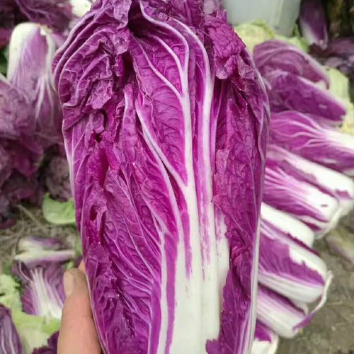 紫白菜紫色大白菜紫包心菜