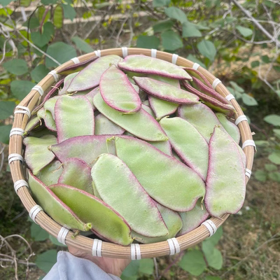 新鲜扁豆紫扁豆角红扁豆现摘现发猪耳朵峨眉豆架豆紫边红刀豆