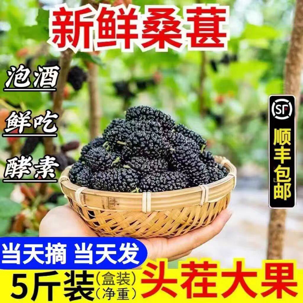 桑葚新鲜现摘现发采摘顺丰包邮孕妇新鲜黑桑椹果桑枣泡酒桑葚水果