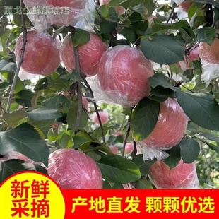 【头茬新果】咸阳纸加膜红富士苹果脆甜薄皮新鲜苹果水果整箱包邮