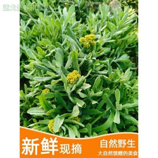 野生清明菜鼠曲草新鲜现摘清明菜青团草棉菜田艾水牛花水秋草水萩