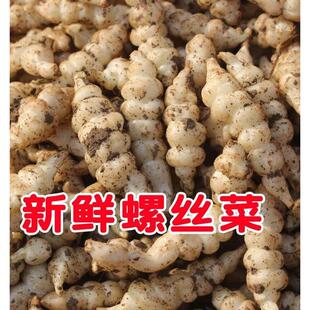 现挖螺丝菜新鲜宝塔菜地环甘露子地牯牛葫芦种子草石蚕蔬菜酱泡菜