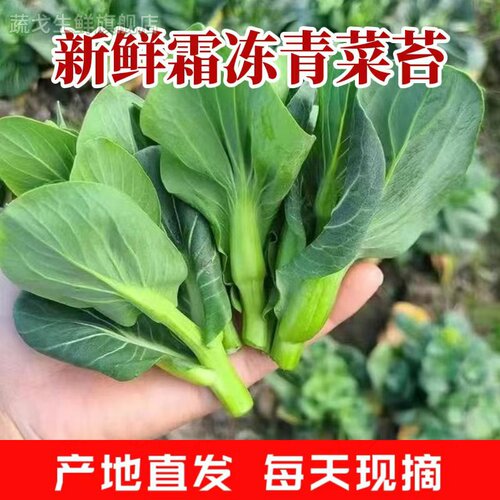 青菜苔新鲜青菜苔菜心