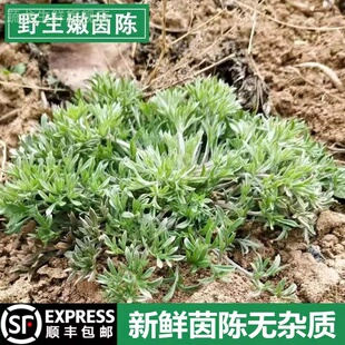 新鲜茵陈正月白蒿绵茵现挖陈时令山野菜孕妇茵陈红枣茶天然农产品