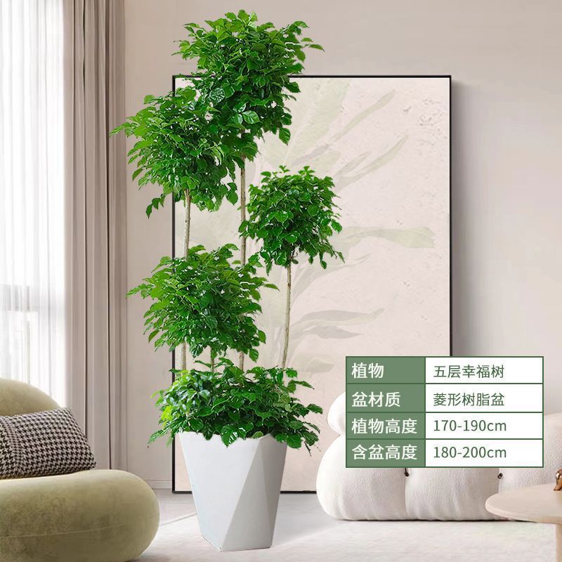 厂家直销办公室招宅绿植造型客厅盆栽大棵室内大型植物绿宝幸福树